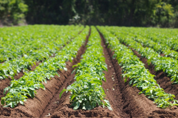肥料・農薬・農業用資材販売